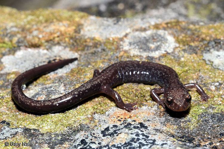 Cheat Mountain salamander Cheat Mountain Salamander Plethodon nettingi