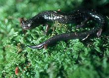 Cheat Mountain salamander Cheat Mountain salamander Wikipedia