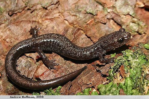 Cheat Mountain salamander Plethodon nettingi Cheat Mountain Salamander West Virgin Flickr
