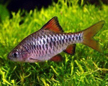 Checker barb wwwaquariumdomaincomadSocialPFBasefilepicp