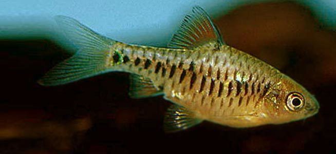 Checker barb Fish profile Checkered Barb