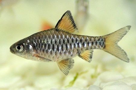 Checker barb Checker Barb JMC Aquatics