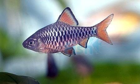 Checker barb Checker Barb 3cm Capoeta oligolepis Barbs Freshwater