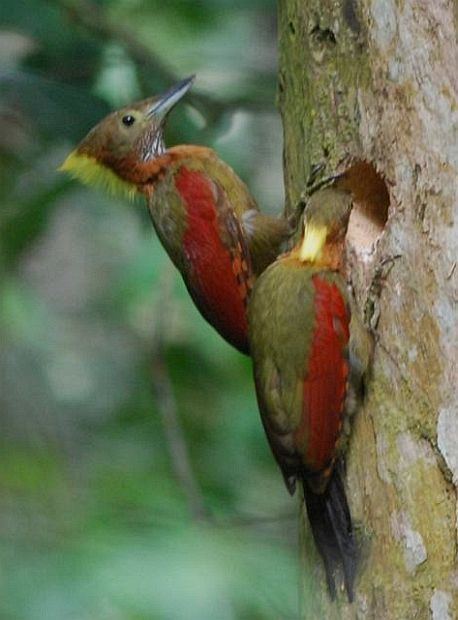 Checker-throated woodpecker orientalbirdimagesorgimagesdatacheckerthroated