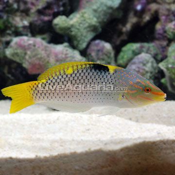 Checkerboard wrasse wwwliveaquariacomimagescategoriesproductp76