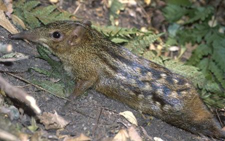 Checkered elephant shrew The family The o39jays and August 31 on Pinterest