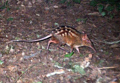 Checkered elephant shrew Photographic Gallery Sengis Elephant Shrews