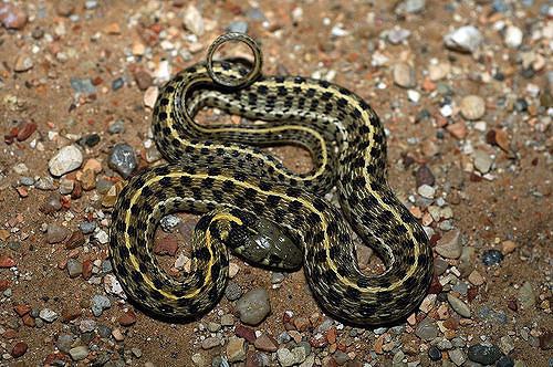 Checkered garter snake Checkered Garter Snake Facts and Pictures Reptile Fact