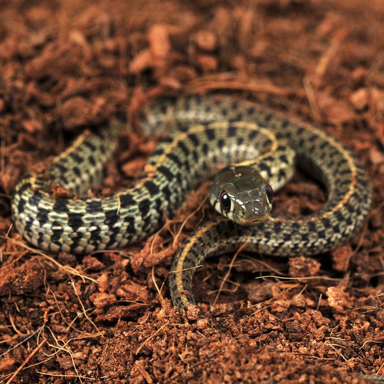 Checkered garter snake CB Checkered Garter Snake Thamnophis marcianus PetSolutions