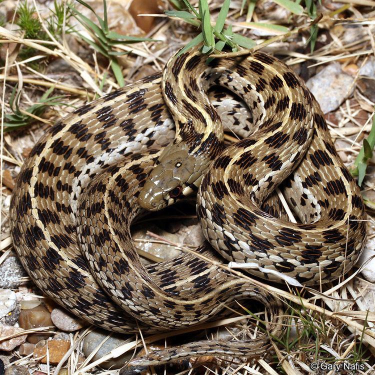 Checkered garter snake Marcy39s Checkered Gartersnake Thamnophis marcianus marcianus