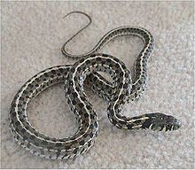 Checkered garter snake httpsuploadwikimediaorgwikipediacommonsthu
