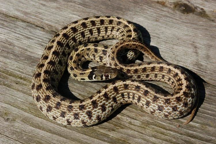 Checkered garter snake Thamnophis marcianus marcianus Steven Bol Garter Snakes