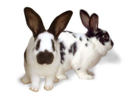 Checkered Giant rabbit Checkered Giant Rabbits USA Rabbit Breeders