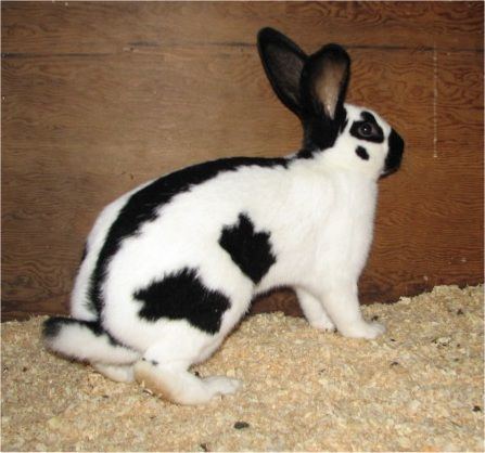 Checkered Giant rabbit The CHECKERED GIANT RABBIT called the Giant Papillon in the UK is