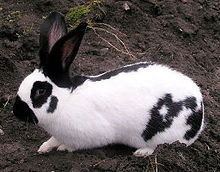 Checkered Giant rabbit httpsuploadwikimediaorgwikipediacommonsthu