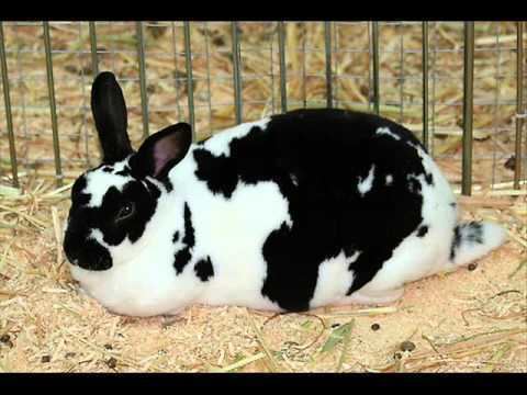 Checkered Giant rabbit Checkered Giant Rabbits YouTube