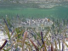 Checkered puffer httpsuploadwikimediaorgwikipediacommonsthu