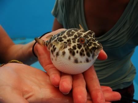 Checkered puffer Putting Puffers in the Lounge Chair Personality Stress and the