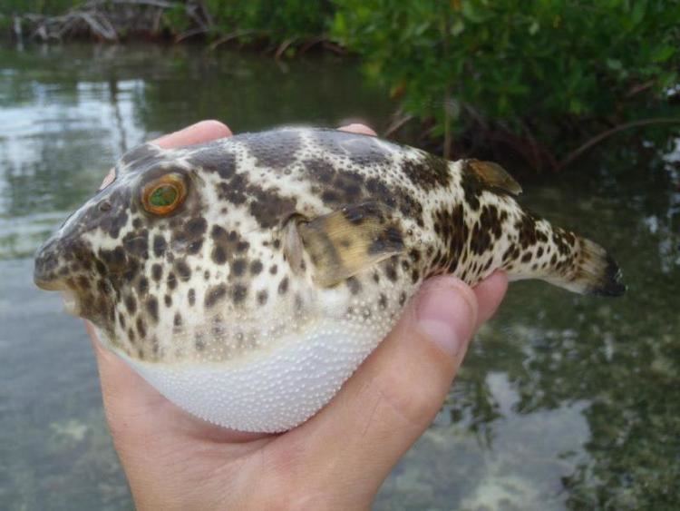 Checkered puffer Puffer Checkered MNbowfinangler roughfishcom