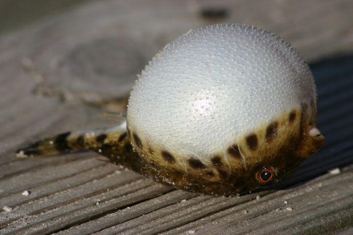 Checkered puffer Checkered Puffer photo Mark Brown photos at pbasecom