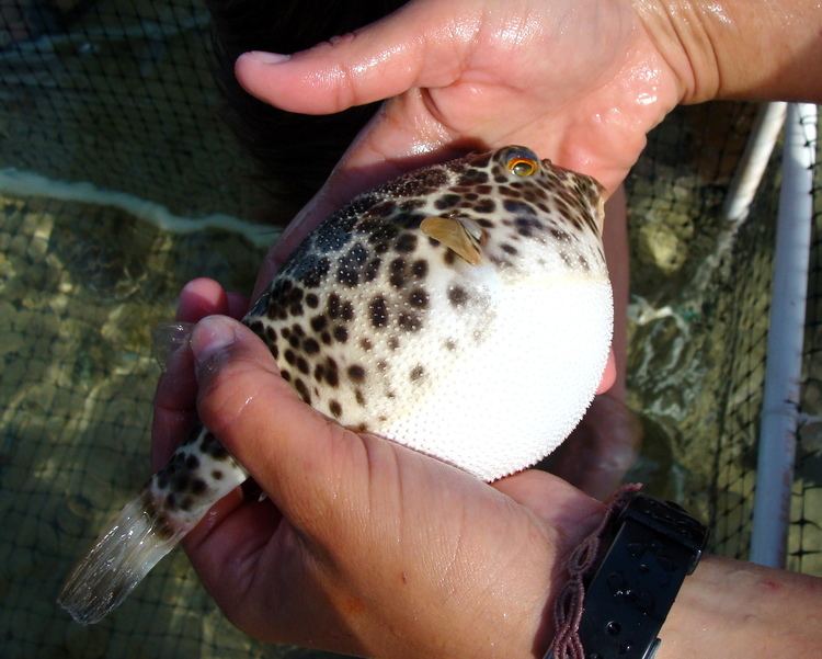 Checkered puffer Stressing Pufferfish in LaidBack Bahamas