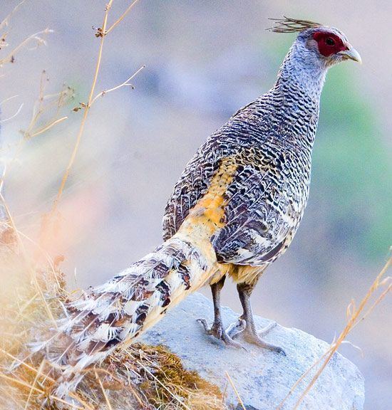 Cheer pheasant 1000 images about Pheasants Catreus Cheer on Pinterest