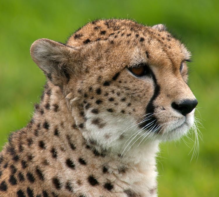 Cheetah httpsuploadwikimediaorgwikipediacommonsaa
