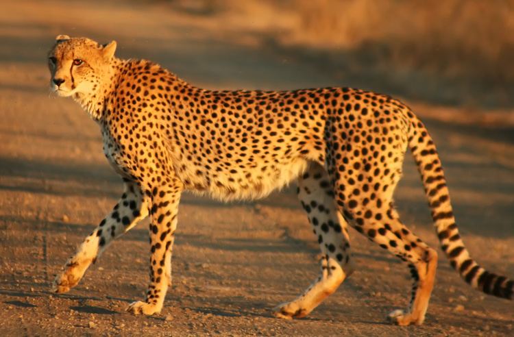 Cheetah Cheetah Wikipedia