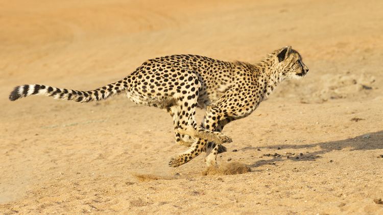 Cheetah cheetahrunningjpg