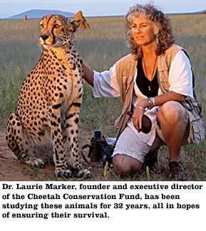 Cheetah Conservation Fund Orvis Conservation for 2006 The Cheetah Conservation Fund
