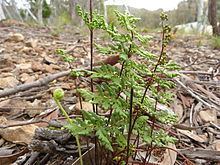 Cheilanthes austrotenuifolia httpsuploadwikimediaorgwikipediacommonsthu