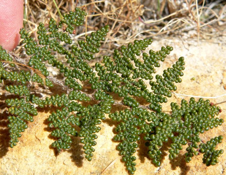 Cheilanthes covillei FileCheilanthes covillei 11jpg Wikimedia Commons