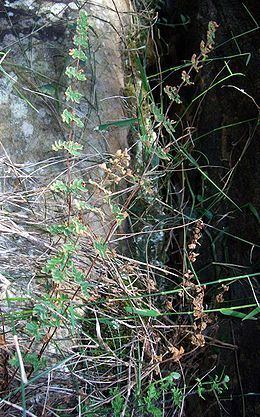 Cheilanthes distans httpsuploadwikimediaorgwikipediacommonsthu