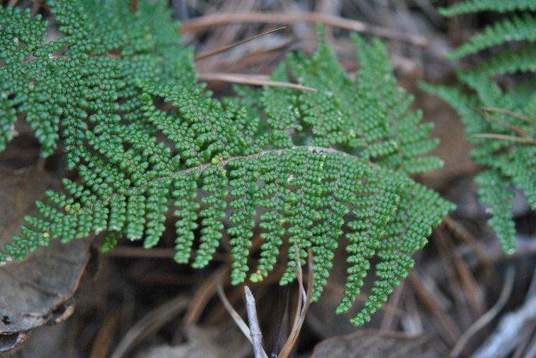 Cheilanthes Cheilanthes lendigera Cav Sw Ferns and Lycophytes of the World