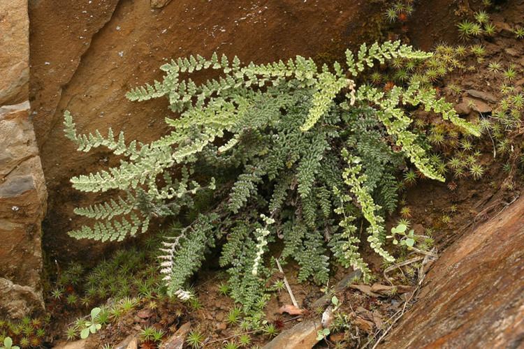 Cheilanthes gracillima Serpentine Plant Communities Rock Outcrops