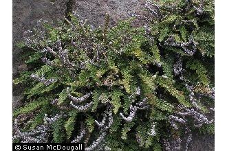 Cheilanthes gracillima Plants Profile for Cheilanthes gracillima lace lipfern
