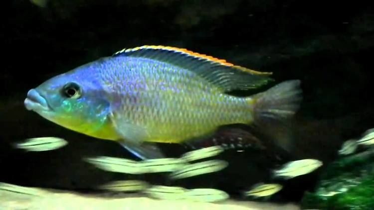 Cheilochromis euchilus httpsiytimgcomviSbzgihH058maxresdefaultjpg