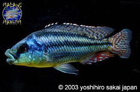 Cheilochromis euchilus Cheilochromis euchilus Malawi Mayhem Species Profiles