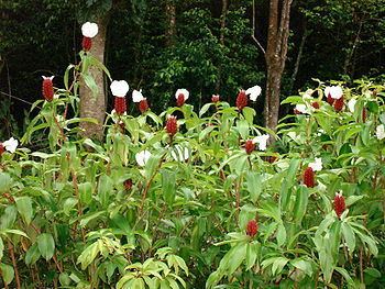 Cheilocostus speciosus Cheilocostus speciosus Wikipdia