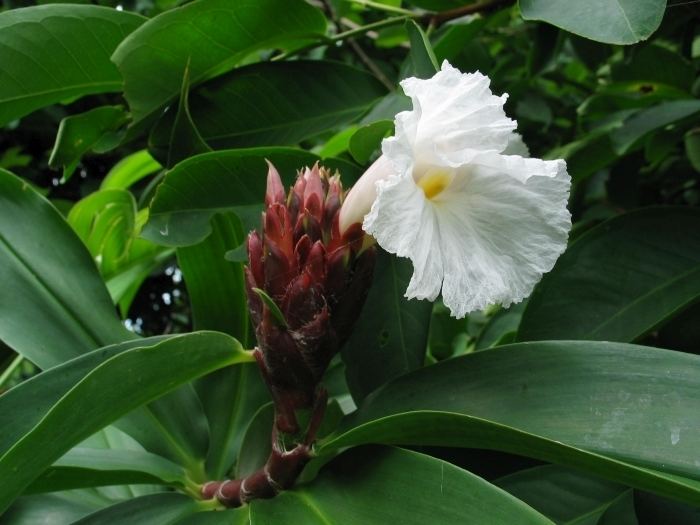 Cheilocostus speciosus Costus The International Tropical Foliage amp Garden Society Inc