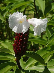 Cheilocostus speciosus httpsuploadwikimediaorgwikipediacommonsthu