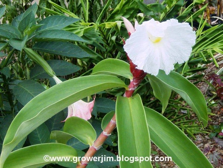 Cheilocostus speciosus Garden Adventures Cheilocostus speciosus