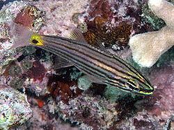 Cheilodipterus httpsuploadwikimediaorgwikipediacommonsthu