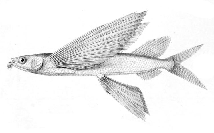 Cheilopogon FileCheilopogon pinnatibarbatusjpg Wikimedia Commons
