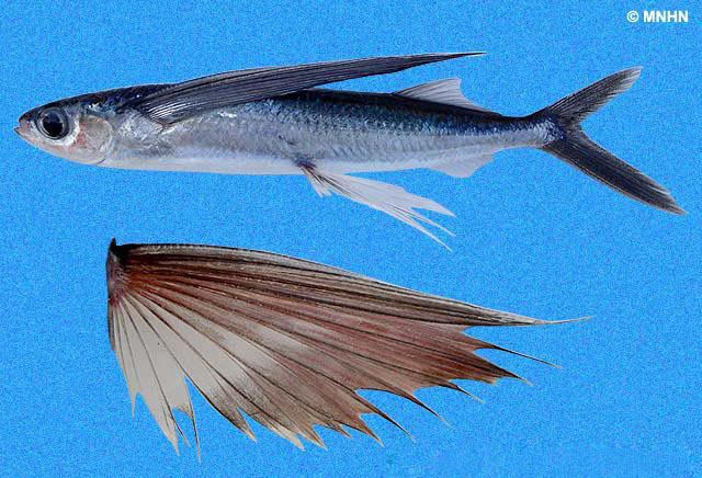 Cheilopogon Shorefishes The Fishes Species