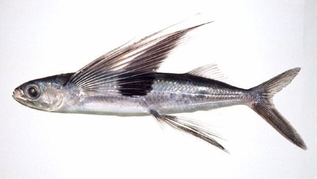 Cheilopogon wwwfishbaseorgimagesspeciesChdoeu0jpg