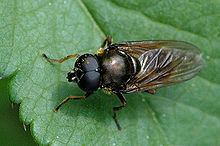 Cheilosia httpsuploadwikimediaorgwikipediacommonsthu