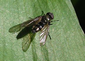 Cheilosia Cheilosia Wikipdia