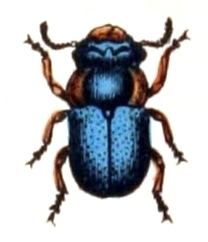 Cheilotoma musciformis httpsuploadwikimediaorgwikipediacommonsff