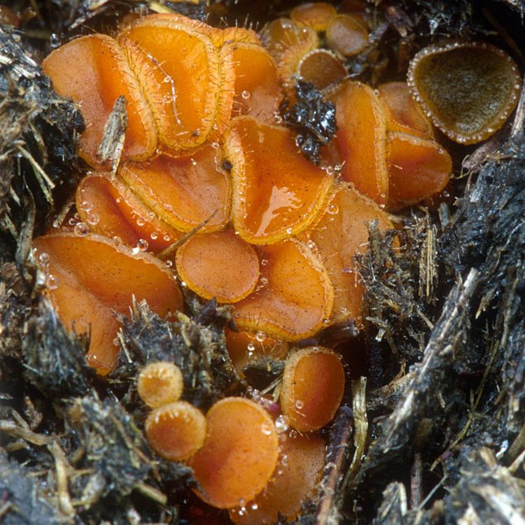 Cheilymenia fimicola California Fungi Cheilymenia fimicola